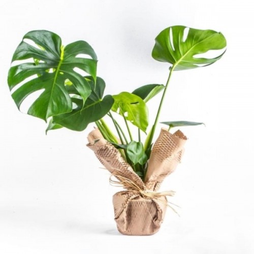 Monstera (Deve Tabanı ) Bitkisi