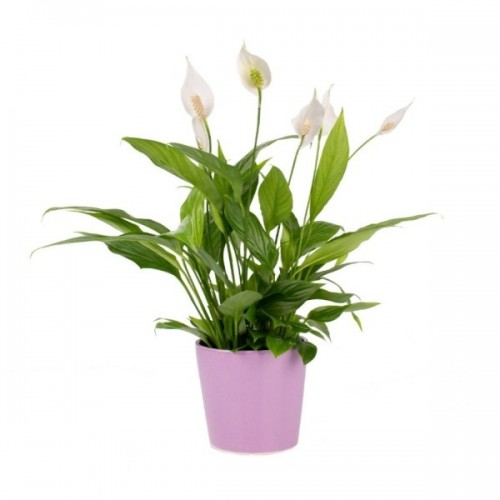  Barış Çiçeği - Spathiphyllum