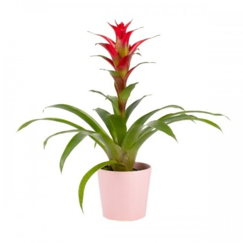 Pembe Saksı Guzmania Bitkisi