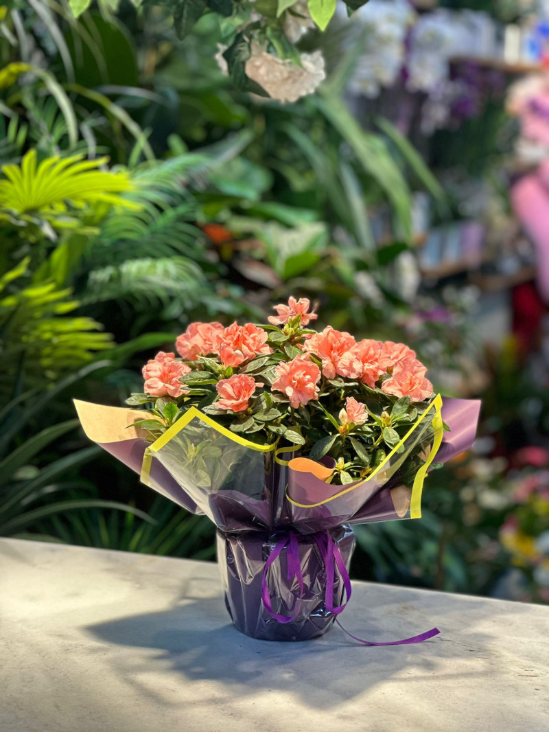 Saksı Açelya Çiçeği